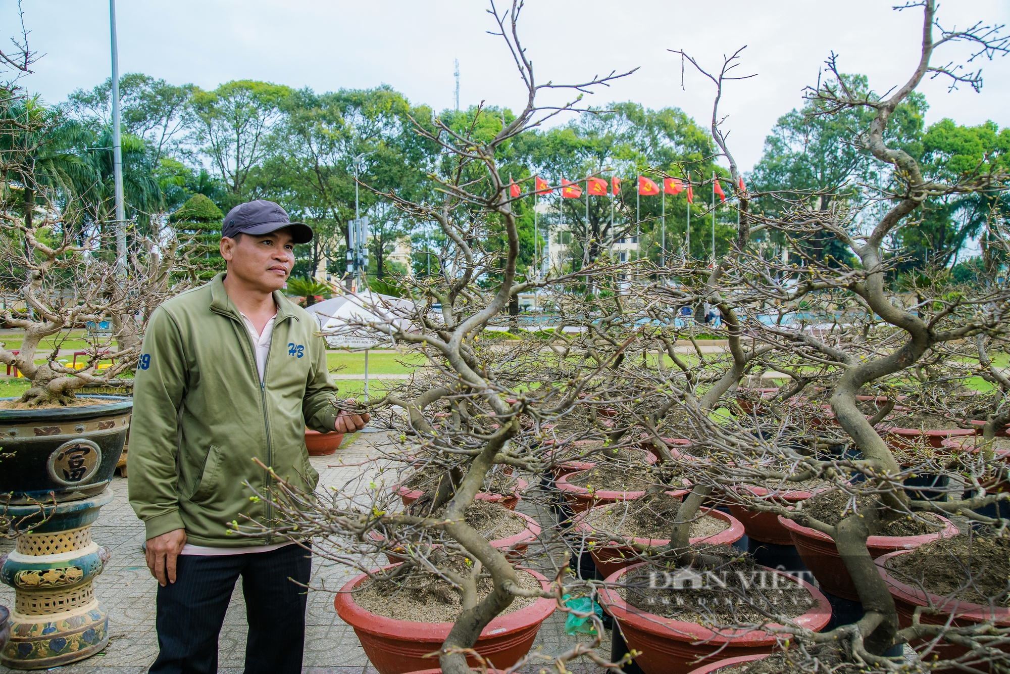 Đắk Lắk: Mai vàng “đỏng đảnh” trước cái lạnh, người trồng lao đao, thị trường chao đảo- Ảnh 4.